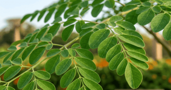 comment fabriquer et utiliser le purin : image de Moringa-oleifera